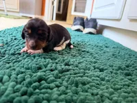 Green, a male Miniature Dachshund for sale in Bremen, GA – 8 of 10