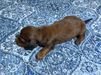 Red, a male Miniature Dachshund for sale in Bremen, GA – 1 of 9