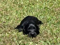Monica, a female Miniature Dachshund for sale in Bremen, GA – 5 of 7