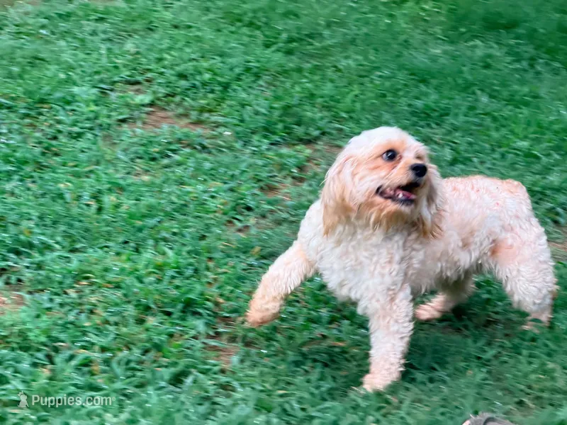 Peaches – Cavapoo puppy for sale in Bremen, GA