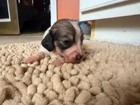 Peanut, a female Miniature Dachshund for sale in Bremen, GA – 5 of 6