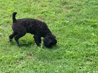 Giddy , a male Poodle - Miniature  for sale in Bremen, GA – 4 of 10