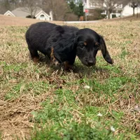 Prince , a male Miniature Dachshund for sale in Bremen, GA – Photo 1 of 9
