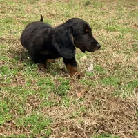 Prince , a male Miniature Dachshund for sale in Bremen, GA – Photo 8 of 9