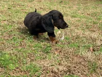 Prince , a male Miniature Dachshund for sale in Bremen, GA – Photo 8 of 9