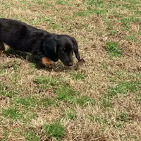 Prince , a male Miniature Dachshund for sale in Bremen, GA – Photo 9 of 9