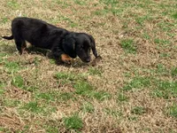 Prince , a male Miniature Dachshund for sale in Bremen, GA – Photo 9 of 9