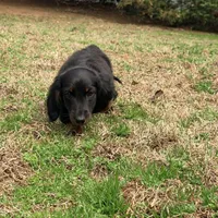 Prince , a male Miniature Dachshund for sale in Bremen, GA – Photo 5 of 9