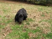 Prince , a male Miniature Dachshund for sale in Bremen, GA – Photo 5 of 9
