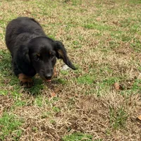 Prince , a male Miniature Dachshund for sale in Bremen, GA – Photo 4 of 9