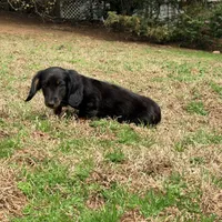 Prince , a male Miniature Dachshund for sale in Bremen, GA – Photo 2 of 9