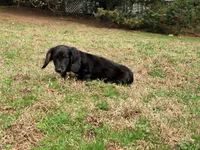 Prince , a male Miniature Dachshund for sale in Bremen, GA – Photo 2 of 9