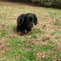 Prince , a male Miniature Dachshund for sale in Bremen, GA – Photo 6 of 9