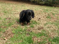 Prince , a male Miniature Dachshund for sale in Bremen, GA – Photo 6 of 9