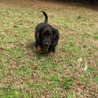 Prince , a male Miniature Dachshund for sale in Bremen, GA – Photo 3 of 9