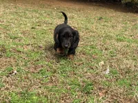 Prince , a male Miniature Dachshund for sale in Bremen, GA – Photo 3 of 9
