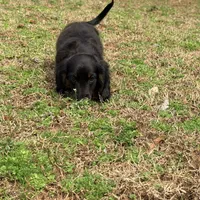 Prince , a male Miniature Dachshund for sale in Bremen, GA – Photo 7 of 9