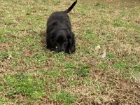 Prince , a male Miniature Dachshund for sale in Bremen, GA – Photo 7 of 9
