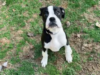  Cheyenne , a female Boxer for sale in Bremen, GA – Photo 1 of 10