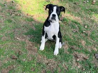  Cheyenne , a female Boxer for sale in Bremen, GA – Photo 4 of 10