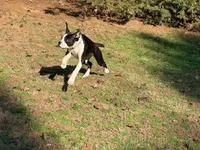  Cheyenne , a female Boxer for sale in Bremen, GA – Photo 8 of 10