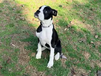  Cheyenne , a female Boxer for sale in Bremen, GA – Photo 2 of 10