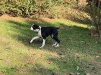  Cheyenne , a female Boxer for sale in Bremen, GA – Photo 10 of 10