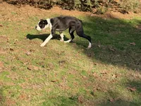  Cheyenne , a female Boxer for sale in Bremen, GA – Photo 7 of 10