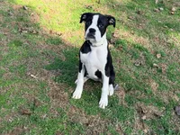  Cheyenne , a female Boxer for sale in Bremen, GA – Photo 6 of 10