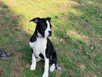 Cheyenne , a female Boxer for sale in Bremen, GA – Photo 3 of 10
