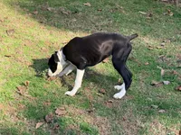  Cheyenne , a female Boxer for sale in Bremen, GA – Photo 9 of 10
