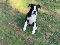  Cheyenne , a female Boxer for sale in Bremen, GA – Photo 5 of 10
