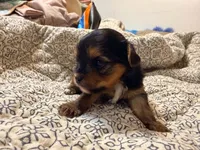 Lady, a female Yorkshire Terrier for sale in Bremen, GA – 6 of 8