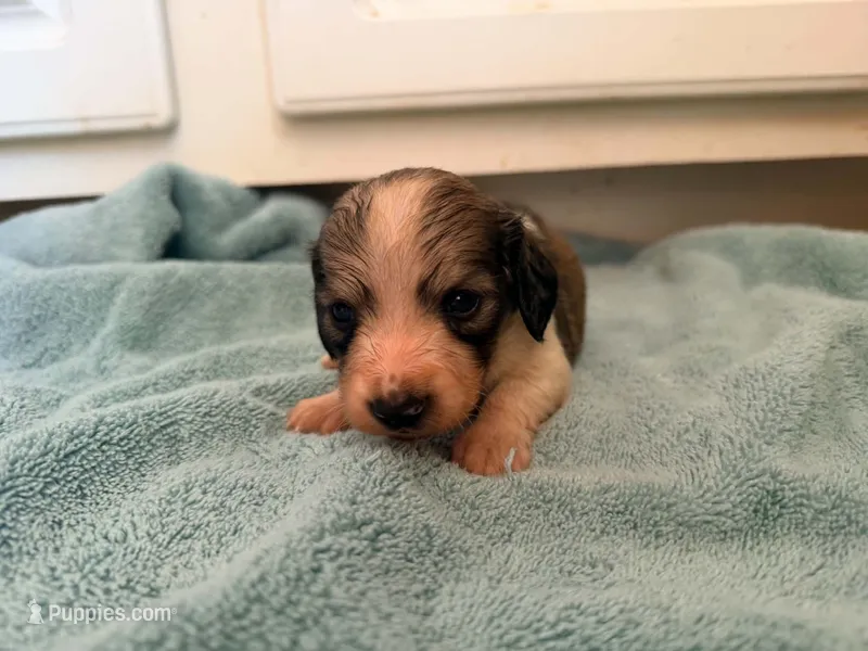 Peanut – Miniature Dachshund puppy for sale in Bremen, GA