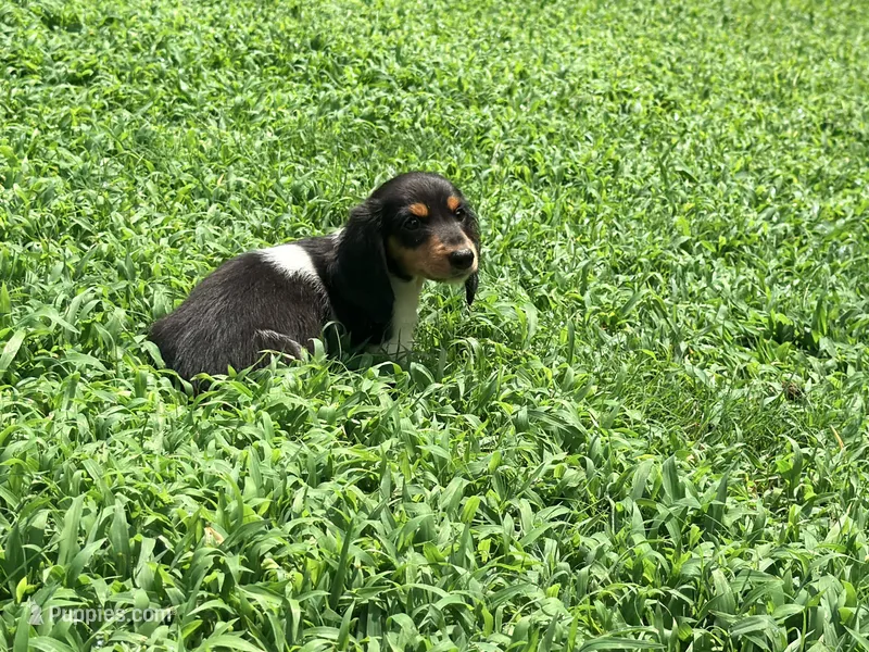 Orange – Miniature Dachshund puppy for sale in Bremen, GA