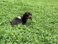 Orange, a male Miniature Dachshund for sale in Bremen, GA – 1 of 7