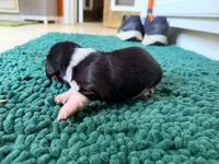 Green, a male Miniature Dachshund for sale in Bremen, GA – 7 of 10