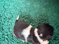 Orange, a male Miniature Dachshund for sale in Bremen, GA – 10 of 10