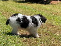 Loki, a male Miniature Schnauzer for sale in Bremen, GA – 7 of 10