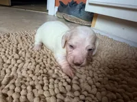 Frostie, a female Miniature Dachshund for sale in Bremen, GA – 3 of 5