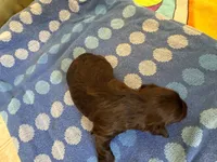 Hershey, a male Miniature Schnauzer for sale in Bremen, GA – 6 of 8