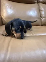 Coal, a male Miniature Dachshund for sale in Bremen, GA – 2 of 6