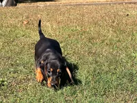 Diesel , a male Miniature Dachshund for sale in Bremen, GA – 8 of 10