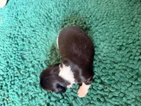 Green, a male Miniature Dachshund for sale in Bremen, GA – 6 of 10