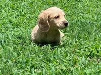 Diego, a male Miniature Dachshund for sale in Bremen, GA – 4 of 10