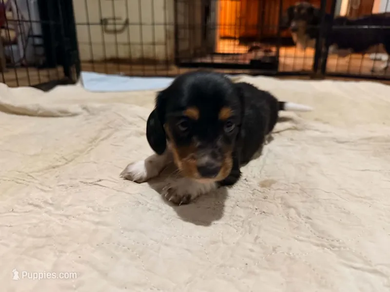 Red  – Miniature Dachshund puppy for sale in Bremen, GA