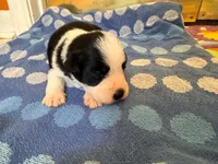 Cowboy, a male Miniature Schnauzer for sale in Bremen, GA – 5 of 8