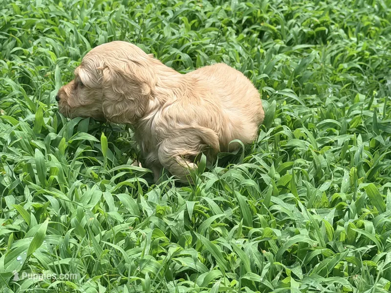 Diego – Miniature Dachshund puppy for sale in Bremen, GA