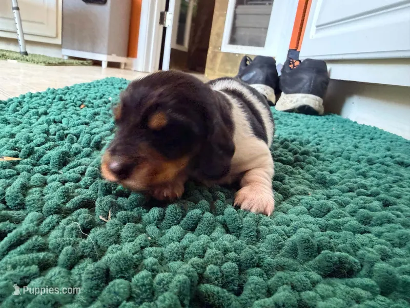 Orange – Miniature Dachshund puppy for sale in Bremen, GA