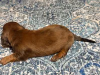 Red, a male Miniature Dachshund for sale in Bremen, GA – 4 of 9